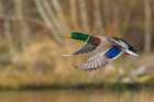 Mallard drake taking flight in late autumn Art Print